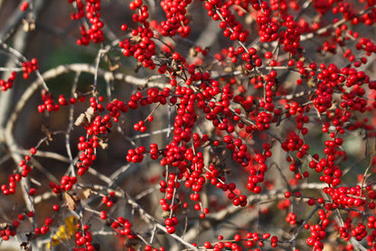 Ilex verticillata  / Winterberry "Winter Red"
