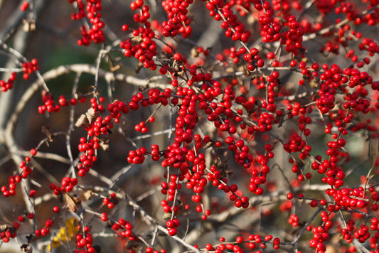 Ilex verticillata 'Winter Red' / Female Winterberry