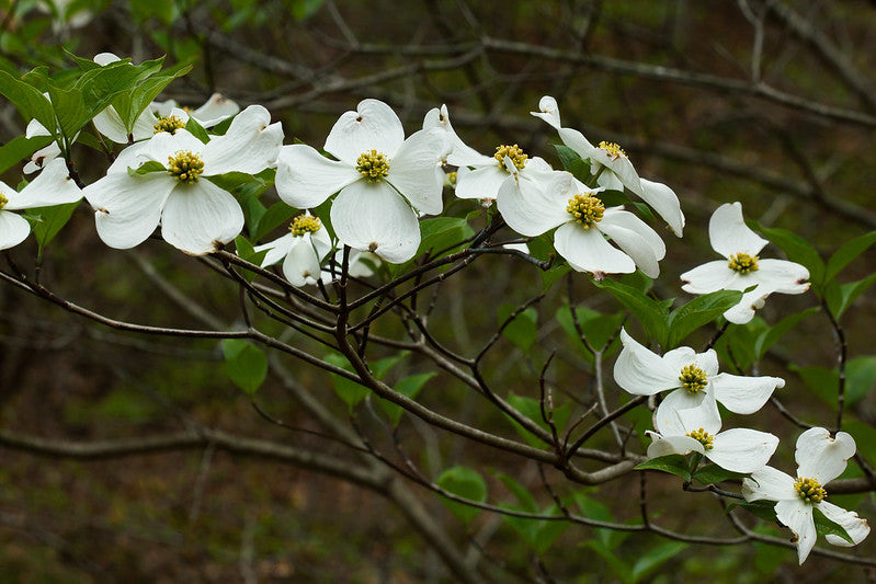 Cornus florida / Flowering Dogwood