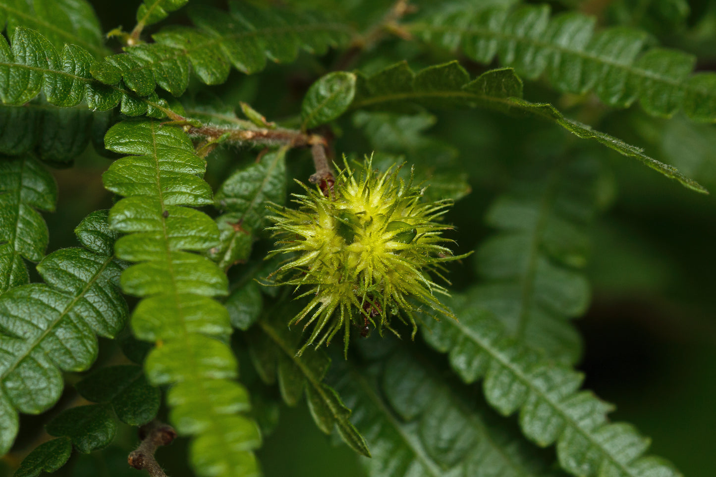 Comptonia peregrina / Sweet Fern