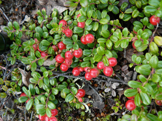 Vaccinium vitis-idaea / 'Red Pearl' Lingonberry