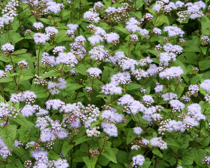 Eupatorium coelestinum / Blue Mistflower