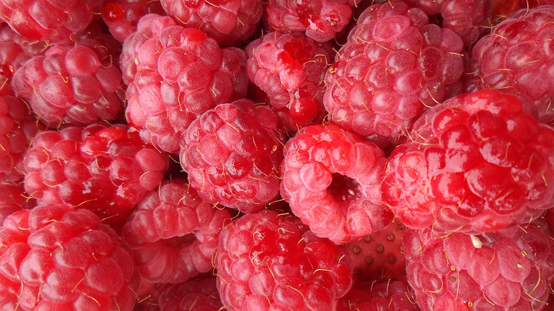 Rubus idaeus / 'Polana' Everbearing Raspberry