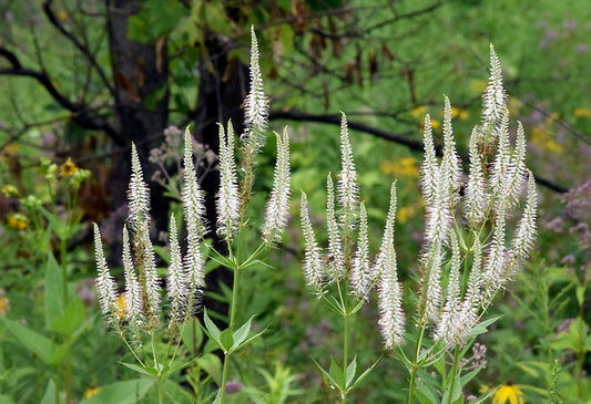 Veronicastrum virginicum / Culver's Root