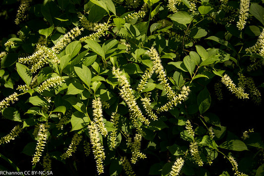 Itea virginica / Sweetspire "Henry's Garnet"