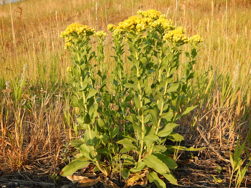 Solidago rigida / Stiff goldenrod