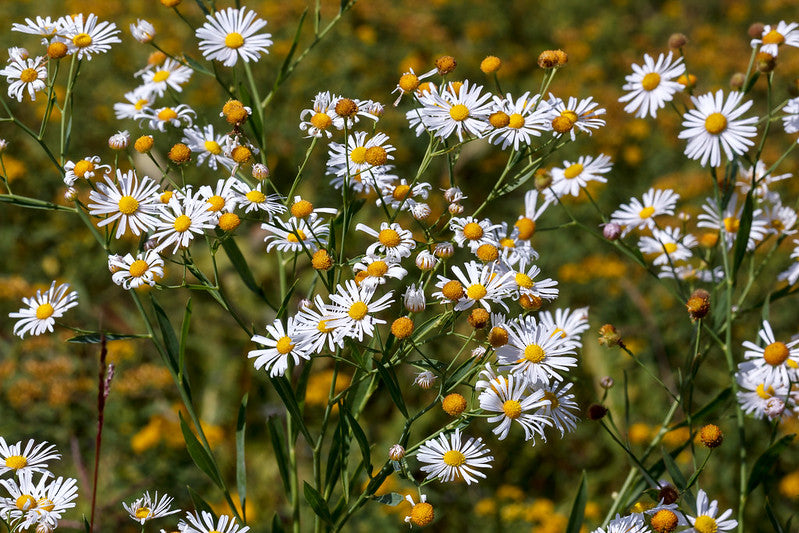 Boltonia asteroides / False Aster