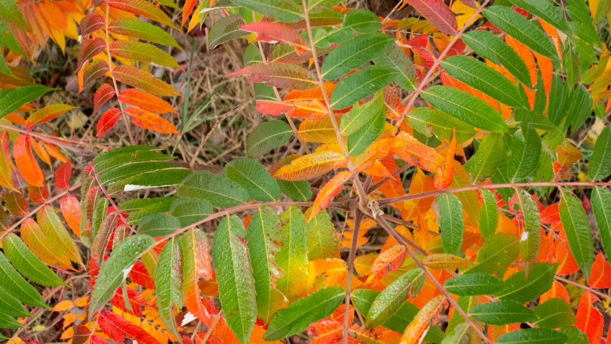 Rhus glabra / Smooth Sumac