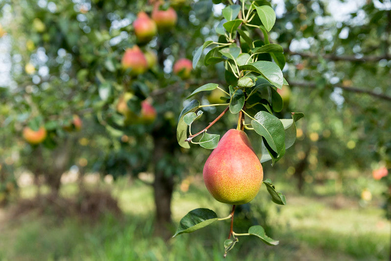 Pyrus communis / Pear - 'Tyson'