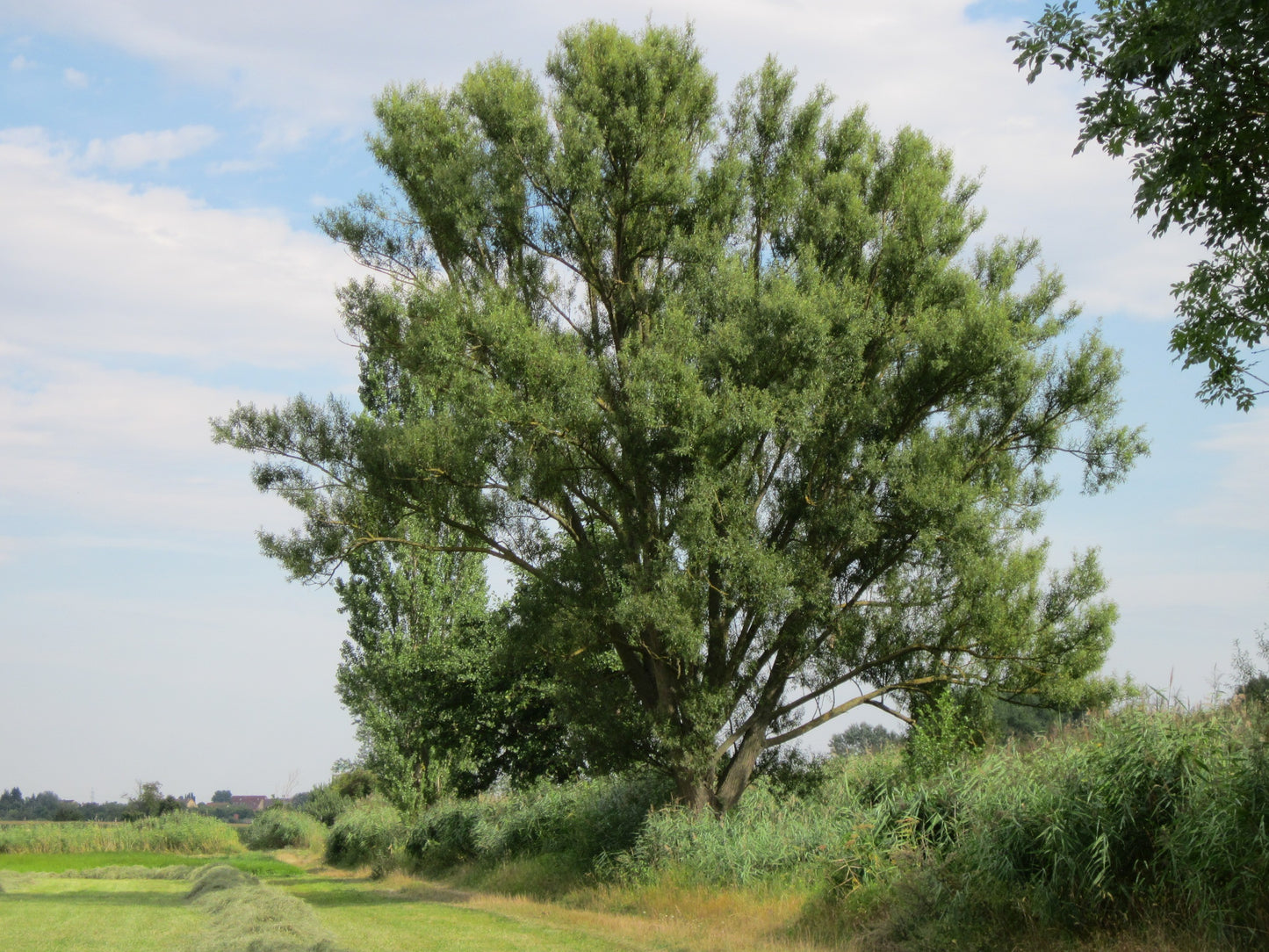 Salix nigra / Black Willow