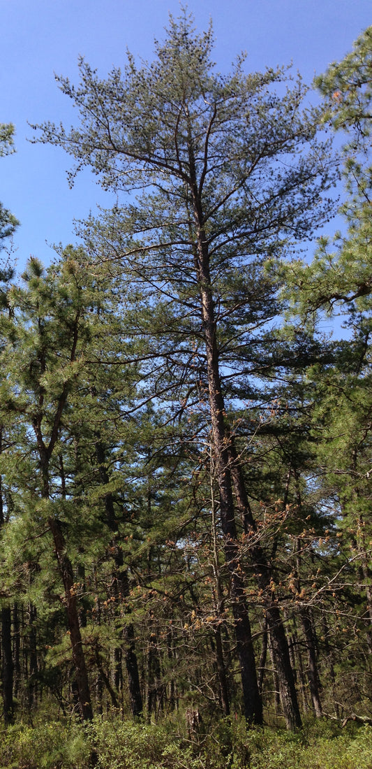 Pinus virginiana / Virginia Pine
