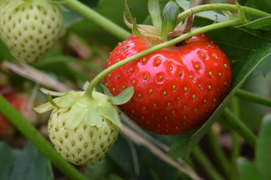 Fragaria spp. / 'Albion' Everbearing Strawberry