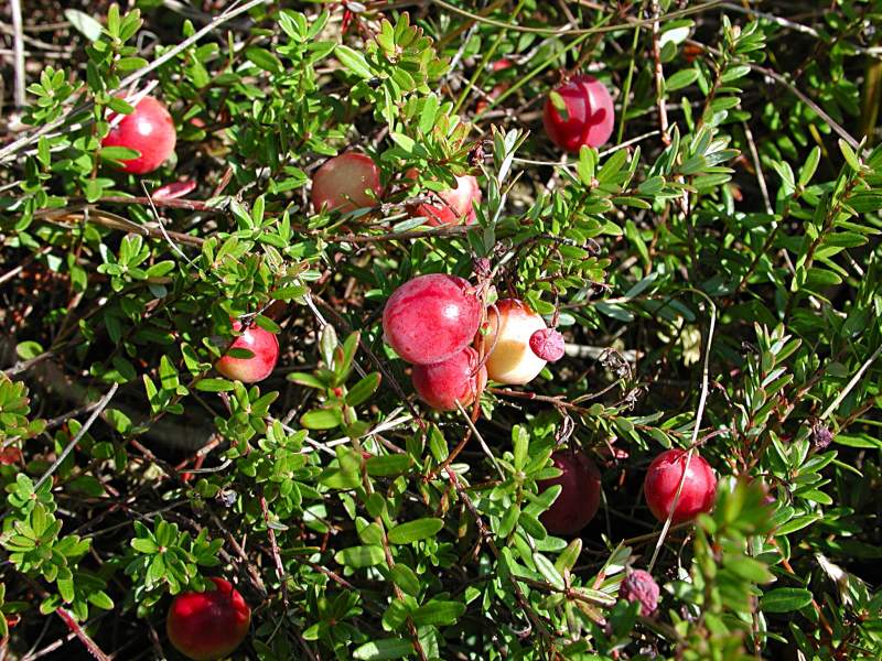 Vaccinium macrocarpon / American Bog Cranberry 'Stevens'