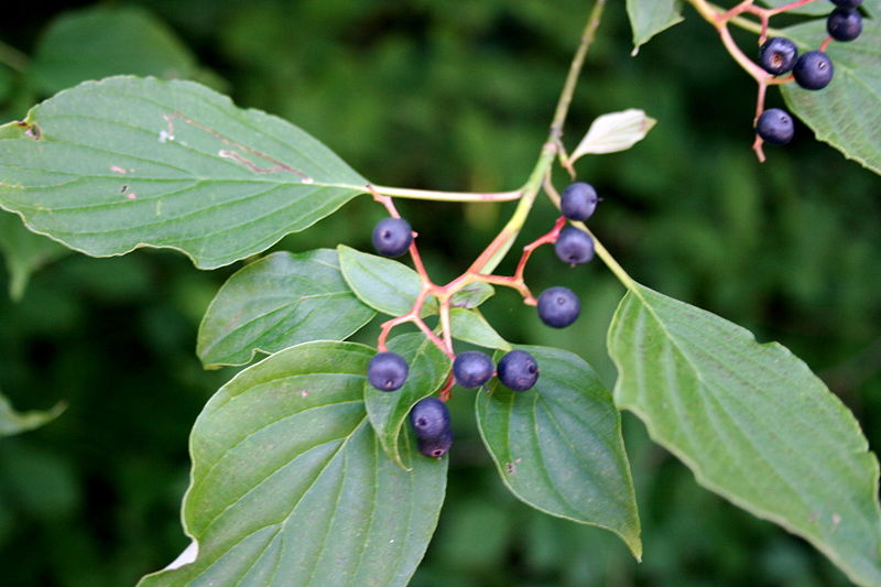 Cornus alternifolia / Pagoda dogwood