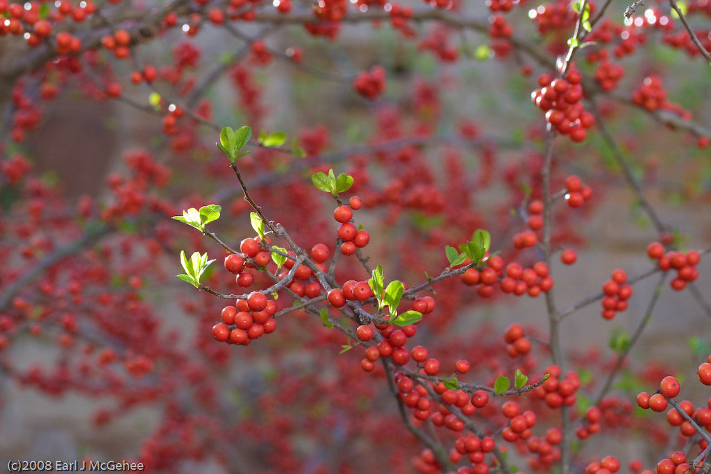 Ilex verticillata / Male Winterberry