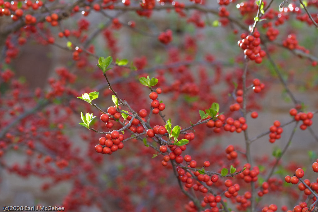 Ilex verticillata / Female Winterberry