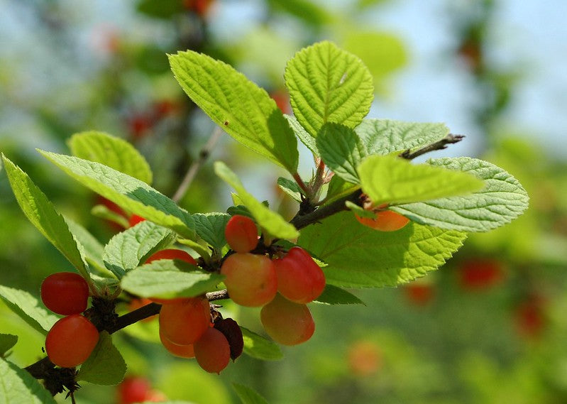 Prunus tomentosa / Nanking Cherry