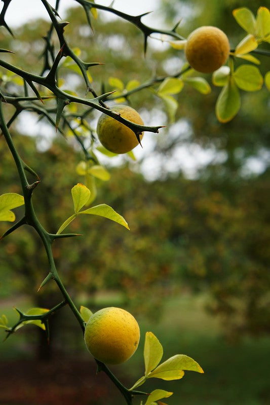 Poncirus trifoliata / 'Flying Dragon' Sour Orange