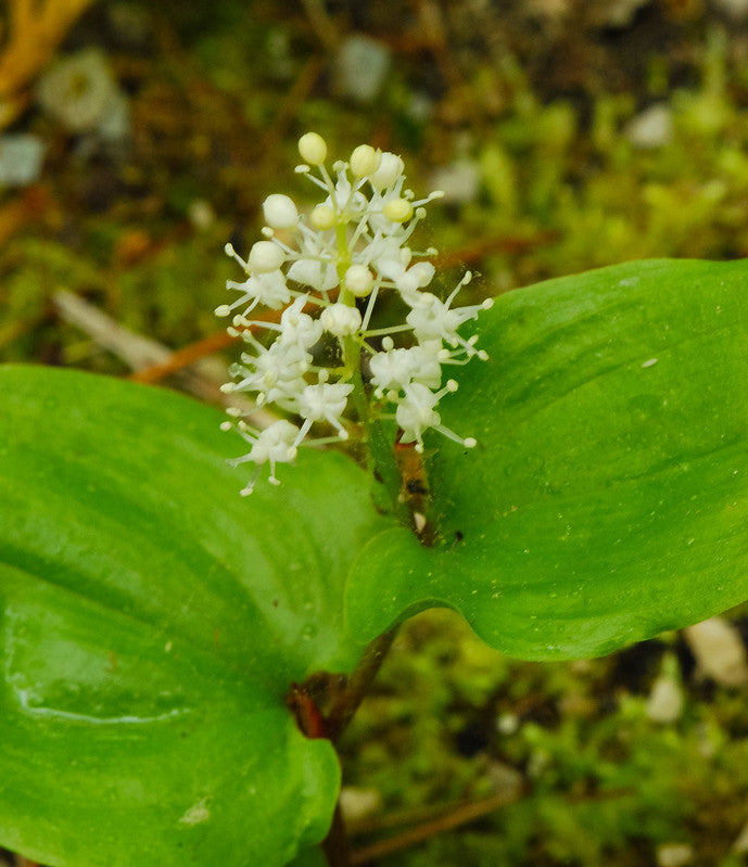 Maianthemum canadense / Canada Mayflower