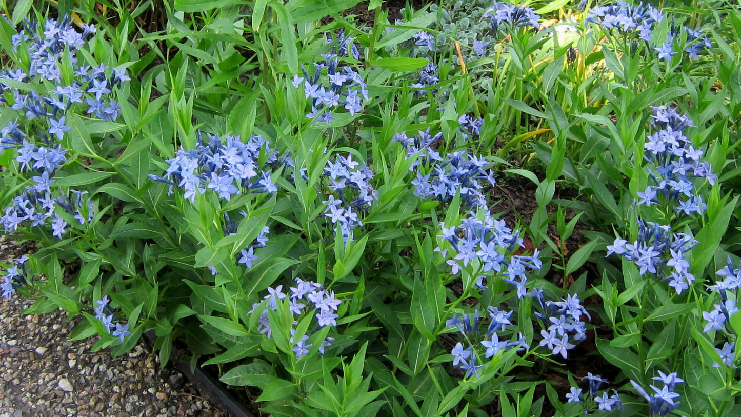 Amsonia tabernaemontana / Blue Star 'Blue Ice'