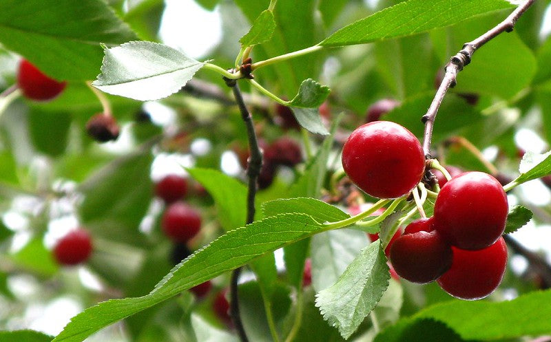 Prunus cerasus / Montmorency Pie Cherry