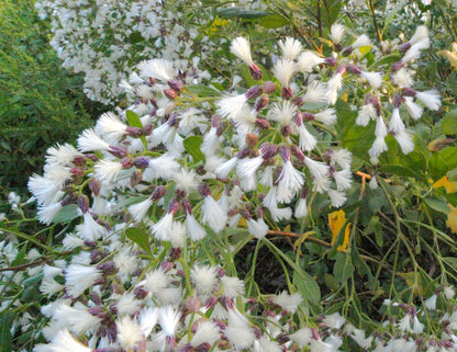 Baccharis halimifolia / Groundseltree