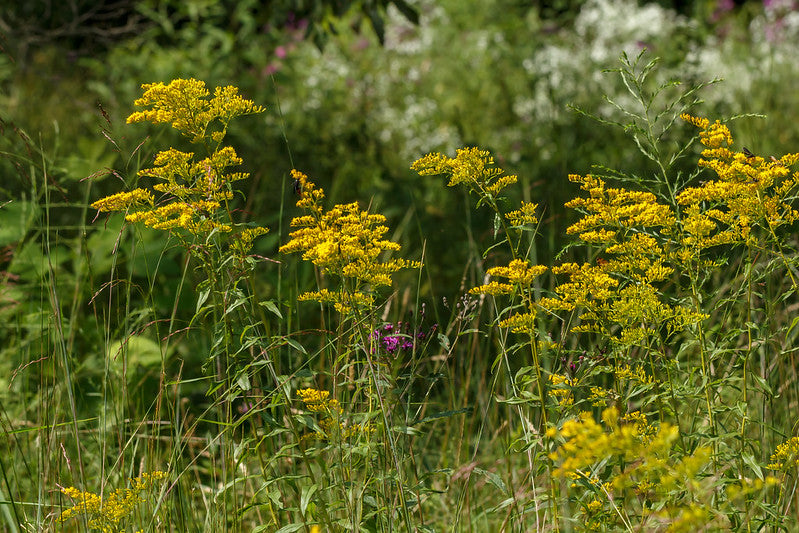 Solidago odora / Sweet Goldenrod