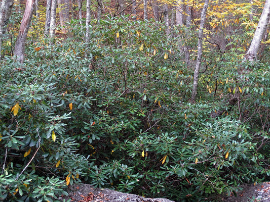 Rhododendron maximum ‘Roseum’ / Great Laurel