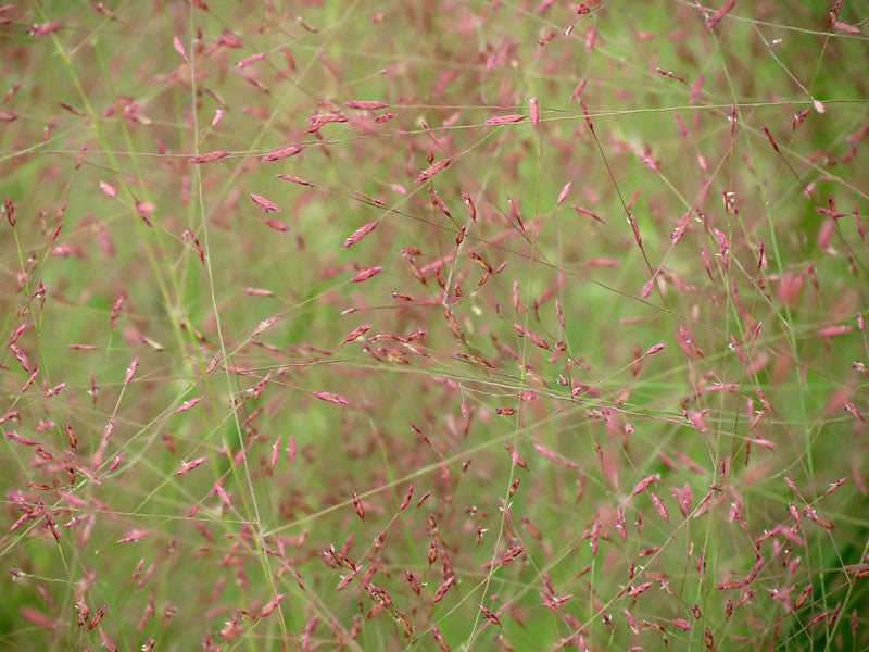 Eragrostis spectabilis / Purple Lovegrass