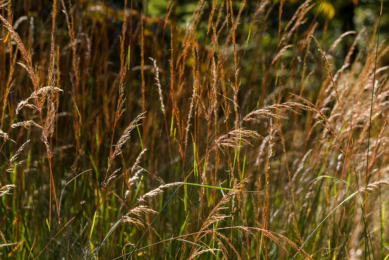 Sorghastrum nutans / Indian Grass