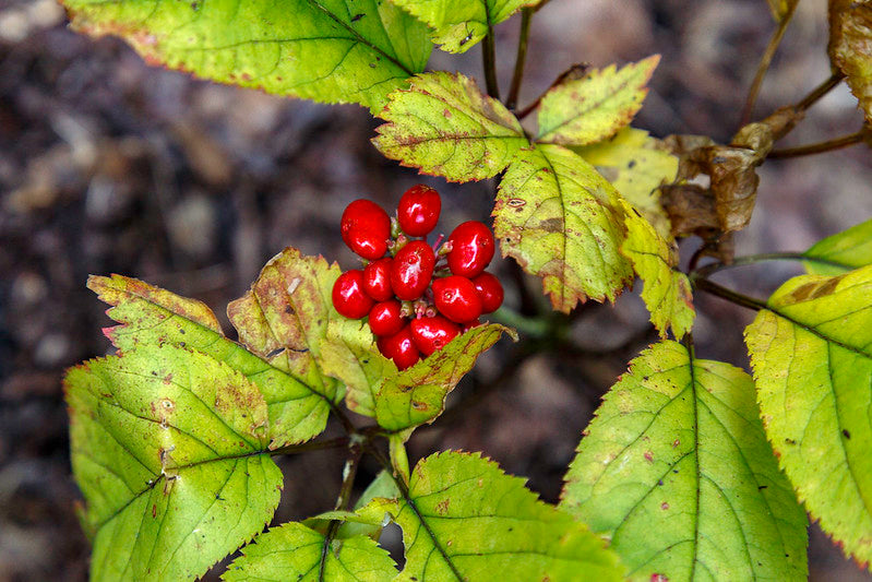 Panax quinquefolius / American Ginseng