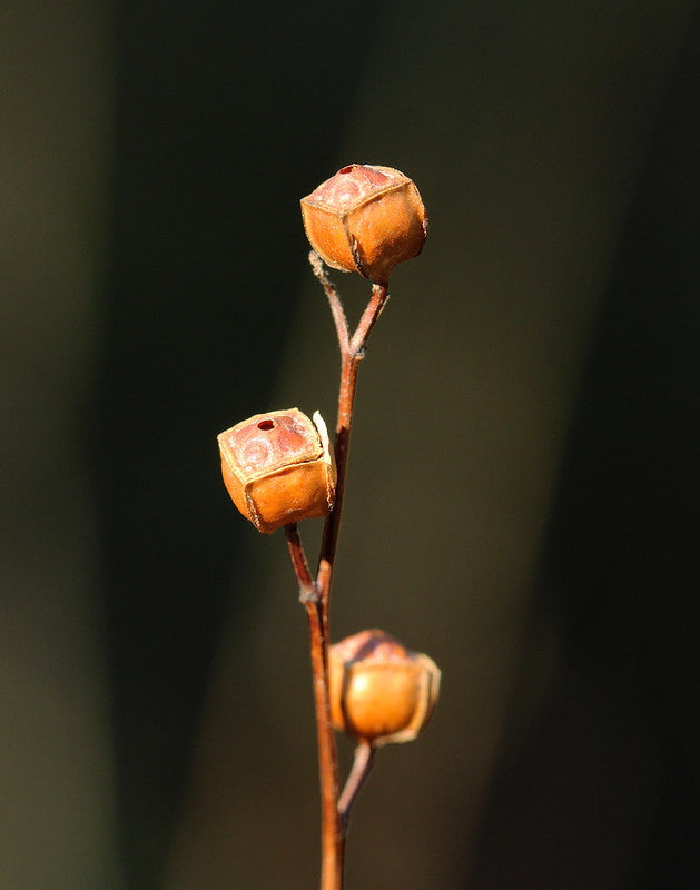 Ludwigia alternifolia / Seedbox