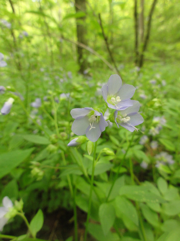 Polemonium vanbruntiae / Appalachian Jacob's Ladder