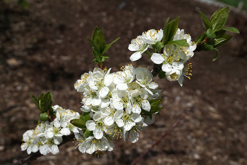 Prunus maritima / Beach Plum