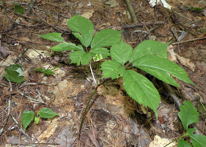 Panax quinquefolius / American Ginseng