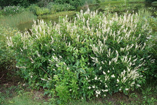 Clethra alnifolia / Sweet Pepperbush