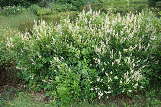 Clethra alnifolia  'Hummingbird' / Sweet Pepperbush