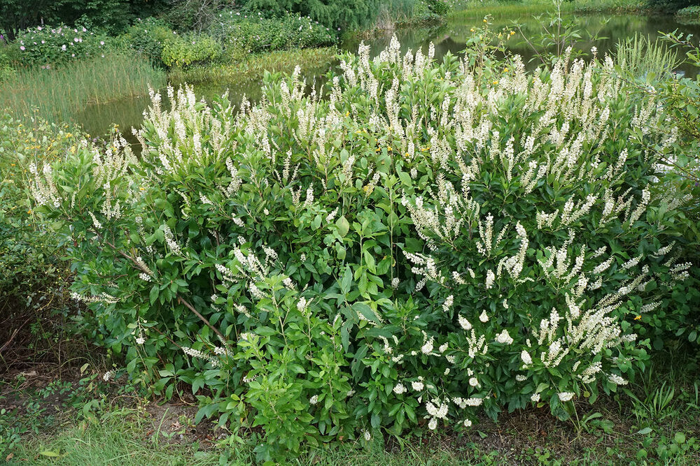 Clethra alnifolia / Sweet Pepperbush 'Sixteen Candles'