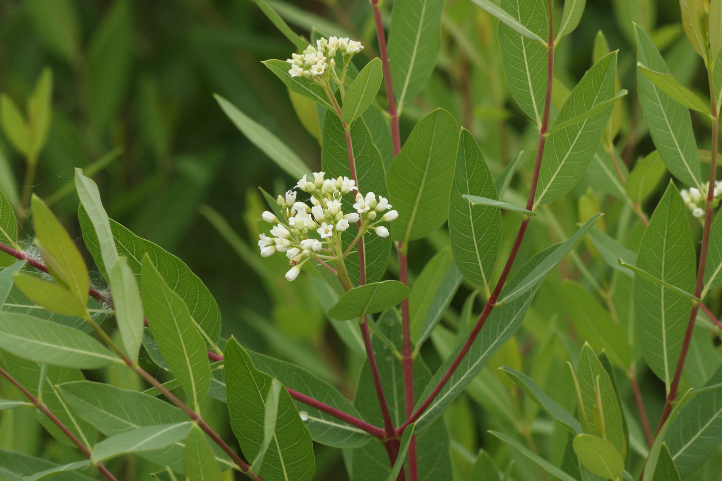 Apocynum cannabinum / Dogbane