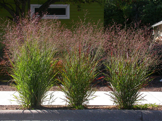 Panicum virgatum / Switch Grass