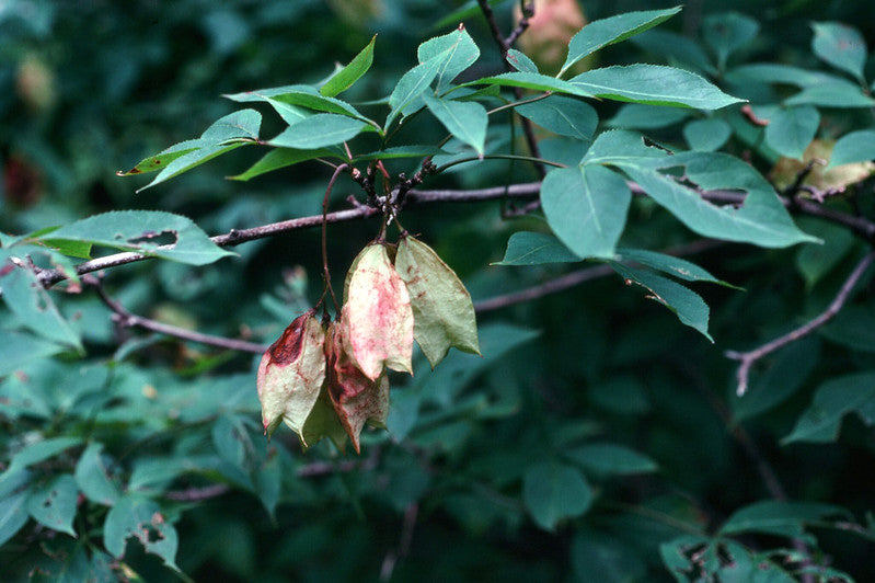 Staphylea trifolia / Bladdernut