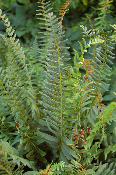 Polystichum acrostichoides / Christmas Fern