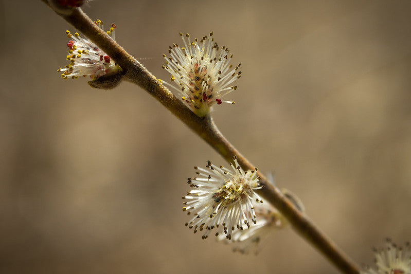 Salix humilis / Prairie Willow