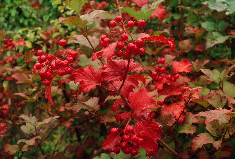 Viburnum trilobum ‘Wentworth’ / American Cranberry