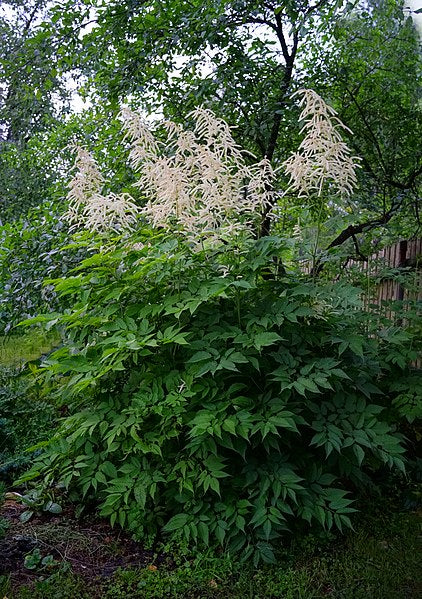 Aruncus dioicus / Goat's Beard
