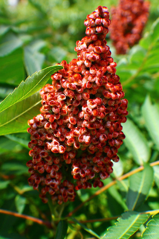 Rhus glabra / Smooth Sumac