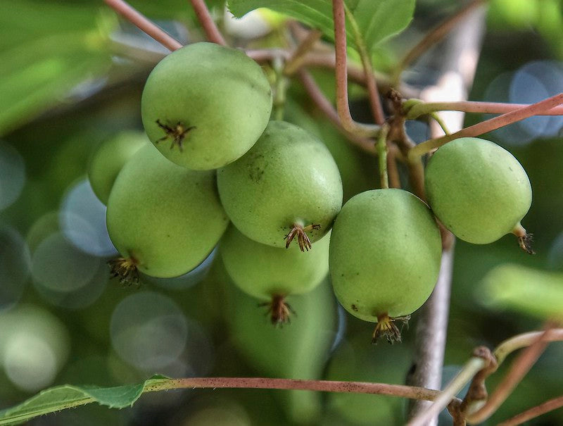 Actinidia arguta / 'Clark' Male Hardy Kiwi