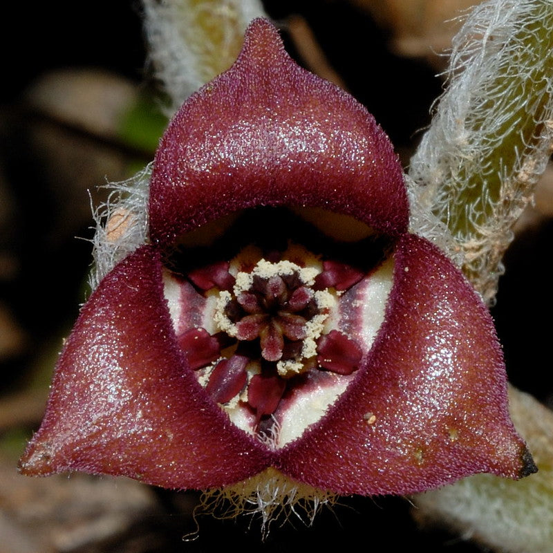 Asarum canadense / Wild Ginger