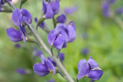 Baptisia australis / Blue False Indigo