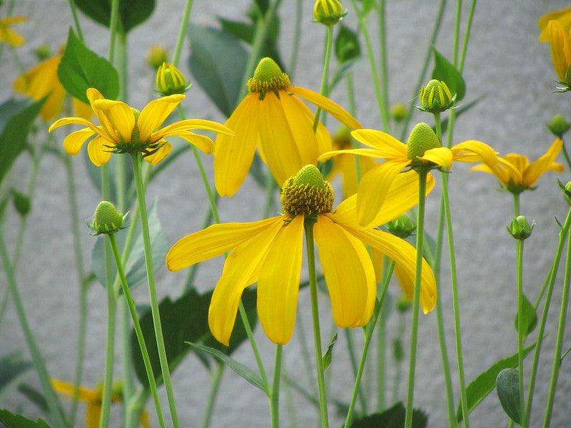 Rudbeckia laciniata / Cutleaf Coneflower